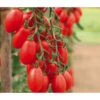Mini San-Marzano Tomate 'Trilly' -Dehner 8839326 WE MO 002 PflaumentomateTrilly