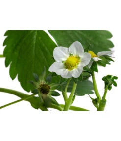 Erdbeerampel 9 Erdbeerampel -Dehner 8840753 WE DE 001 FragariaErdbeerampelT20