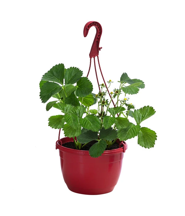 Erdbeerampel 4 Erdbeerampel – Bild 2