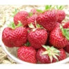 Erdbeere 'Hummi®-Meraldo' 2 Erdbeere 'Hummi®-Meraldo' -Dehner 8841124 PR MO 001 ErdbeereHummiMeraldoMeraldoHummiRet