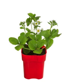 XXL Erdbeere 'Elsanta®'