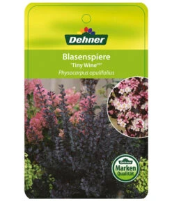 Blasenspiere 'Tiny Wine' 8 Blasenspiere 'Tiny Wine' -Dehner BlasenspiereTinyWine Etikett 1