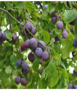 Zwetschge 'Kulinaria-Toptaste' -Dehner M200006349 WE MO 001 ZwetschgeKulinariaToptastePixabay