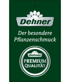 Schmetterlingsorchidee - Phalaenopsis Cultivars 'Big Lip', Kaskade 10 Schmetterlingsorchidee - Phalaenopsis Cultivars 'Big Lip', Kaskade -Dehner PremiumPhalaenopsis Phala 04052016 1