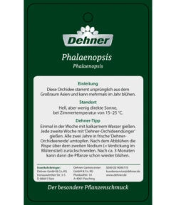 Schmetterlingsorchidee - Phalaenopsis Cultivars 'Big Lip', Kaskade 11 Schmetterlingsorchidee - Phalaenopsis Cultivars 'Big Lip', Kaskade -Dehner PremiumPhalaenopsis Phala 04052016 2