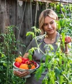 Ochsenherztomate 'Fleurette' -Dehner WE MO 001 Ernte Tomate 04
