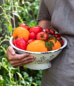 Tomate 'Garance' 12 Tomate 'Garance' -Dehner WE MO 001 Ernte Tomate 05