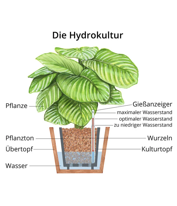 Kolbenfaden - Aglaonema 'Silverbay', Hydrokultur 6 Kolbenfaden - Aglaonema 'Silverbay', Hydrokultur – Bild 4
